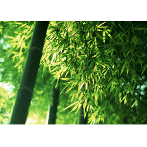 万竹林海五